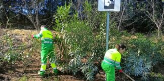 Agrojardinería como salida profesional en el IES Mariana Pineda agrojardinería