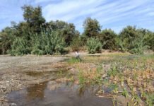 La biodiversidad acuática de la Laguna de Fuente del Rey a estudio biodiversidad acuática