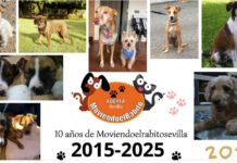 MoviendoelrabitoSevilla presenta su calendario para 2026 moviendoelrabitosevilla