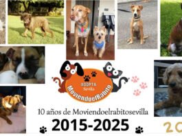 moviendoelrabitosevilla