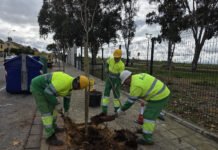 Continúa la campaña anual de plantación por todos los barrios continúa