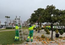 La retirada de la naranja amarga sigue su curso campaña anual de retirada de la naranja amarga