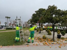 La retirada de la naranja amarga sigue su curso campaña anual de retirada de la naranja amarga