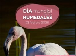 actividades ambientales