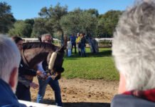 Primera jornada de carreras de caballos del año primera jornada de carreras de caballos