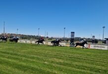 Dobles victorias de Anaya y Valle en el hipódromo dobles victorias