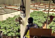 Dos cultivos indoor de marihuana han sido desmantelados dos cultivos indoor