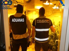 seis cultivos indoor de marihuana