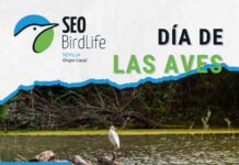 El Día de las Aves se celebra en la Laguna de Fuente del Rey día de las aves