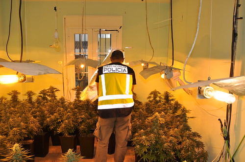 Policía Nacional desarticulación plantación de marihuana indoor