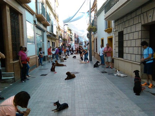 Curso de adiestramiento canino del Ayuntamiento y Human Can