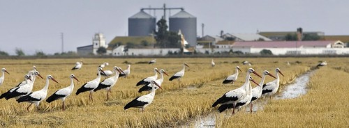 Arrozales de Las Marismas de Isla Mayor