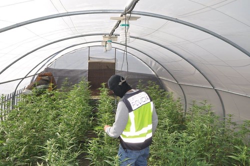 Policía Nacional cultivo de marihuana a gran escala