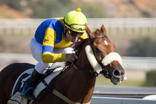 Carreras de caballos en el hipódromo de Dos Hermanas domingos de invierno