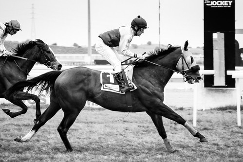 Carreras de caballos en el hipódromo de Dos Hermanas