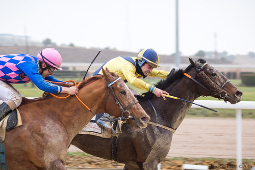 Carreras de caballos en el hipódromo de Dos Hermanas temporada de invierno
