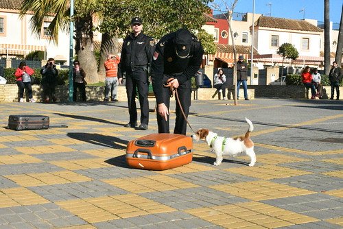 Exhibición de la Policía Nacional y perros para Anidi