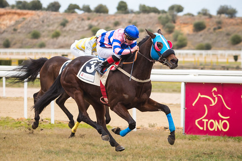 Carreras de caballos en el hipódromo de Dos Hermanas temporada de invierno