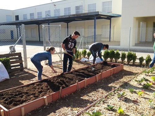 Huerto en el IES Alvareda