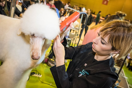 Jennifer Lozano Román, primer premio del Concurso de Peluquería Canina de Sevilla