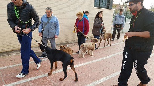 Curso básico de adiestramiento canino