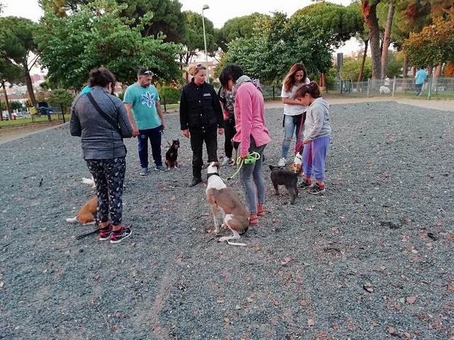 Curso de adiestramiento canino básico del Ayuntamiento
