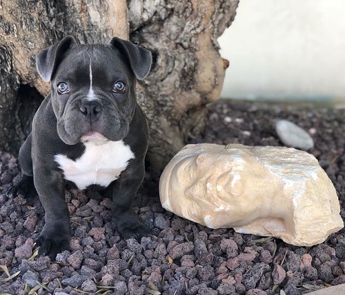 Busto romano encontrado por India Martínez en Dos Hermanas