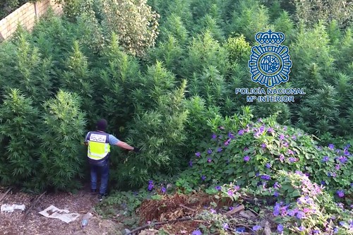 Plantación de marihuana en parcela de Dos Hermanas